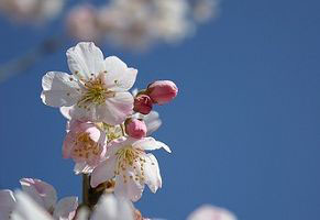 2013年4月5日　お花見