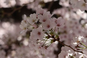 2012年4月10日　お花見